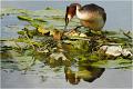 1067 - GREBE NEST REFLECTION - BACLE JEAN CLAUDE - france
